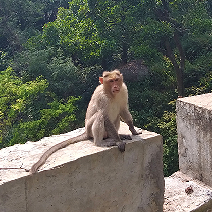 Curious Indian monkey.