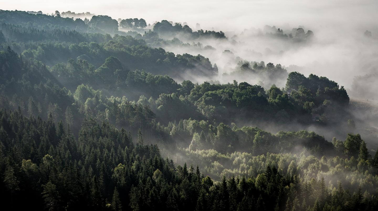 Foggy forest over Hillerstorp