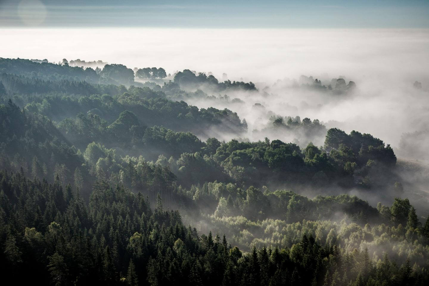 The forest in Hillerstorp, Sweden, surrounding the Troax factory.