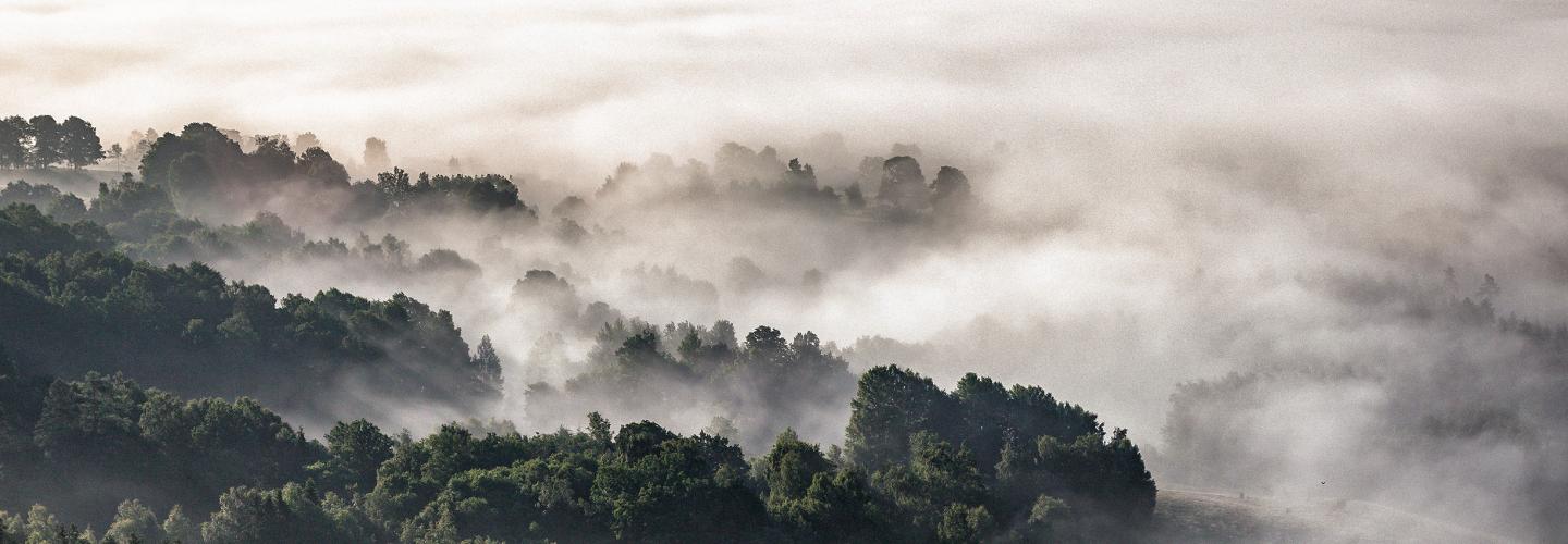 Foggy forest ariel view