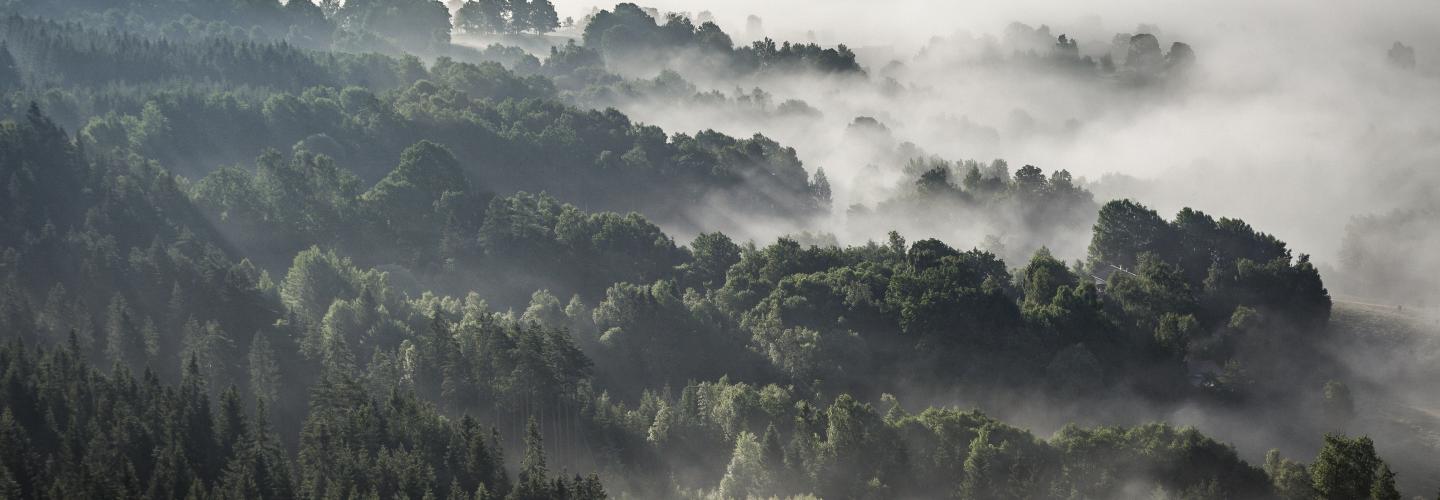 Forest in Hillerstorp, Sweden