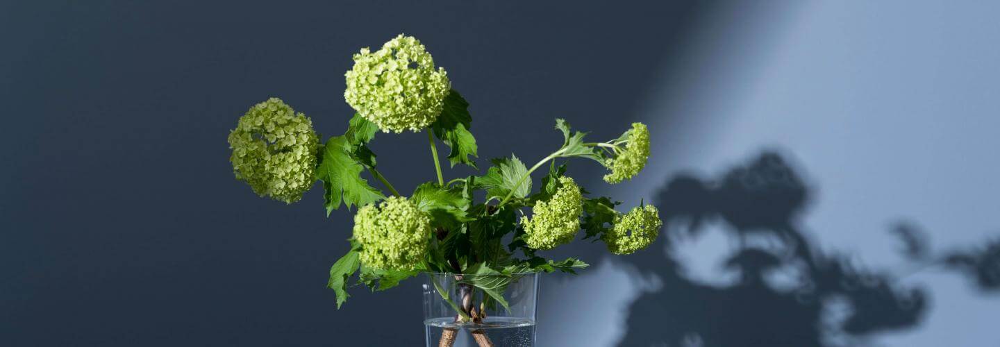 Green flowers in a vase