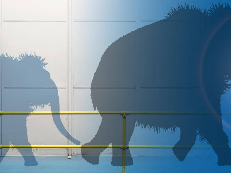 Two mammoth shadows passing by Bastion, a Commercial Partitioning product.
