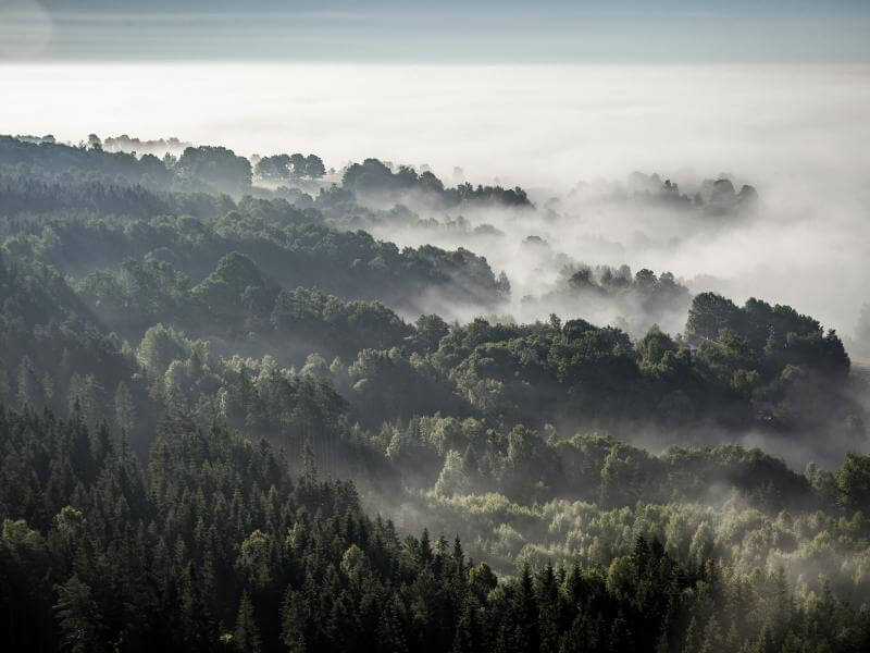Forest in Hillerstorp, Sweden