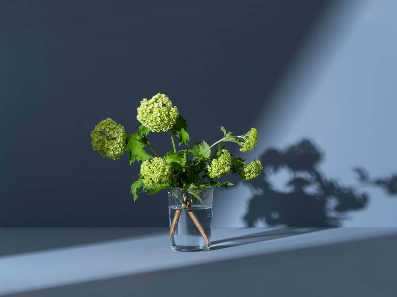 Green flowers in a vase